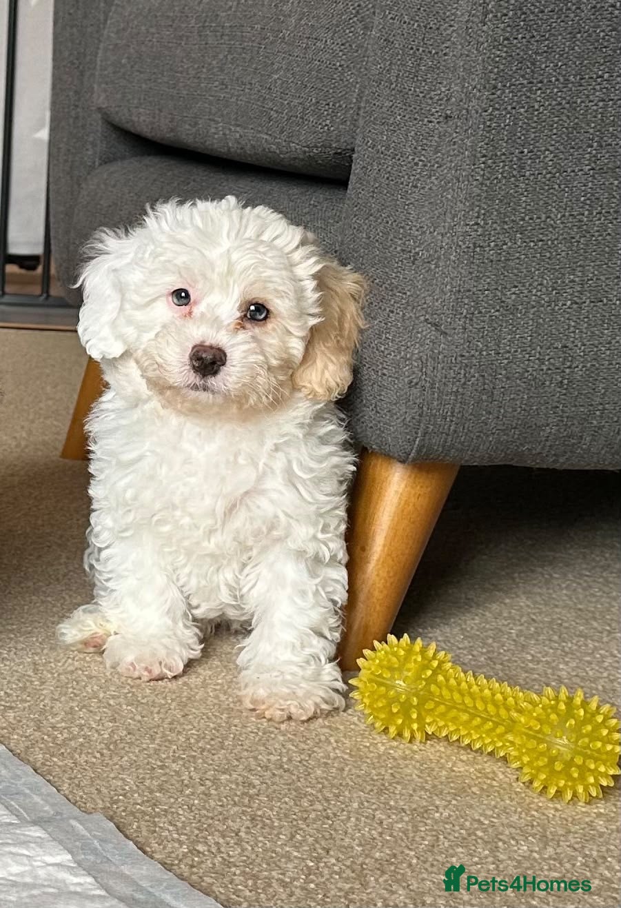Mixed Breed dogs Last Girl Remaining - Beautiful Shihpoochon Puppy - Advert 1