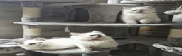 Ragdoll cats for sale: Ragdoll Kitten AVALIABLE  - Advert 3
