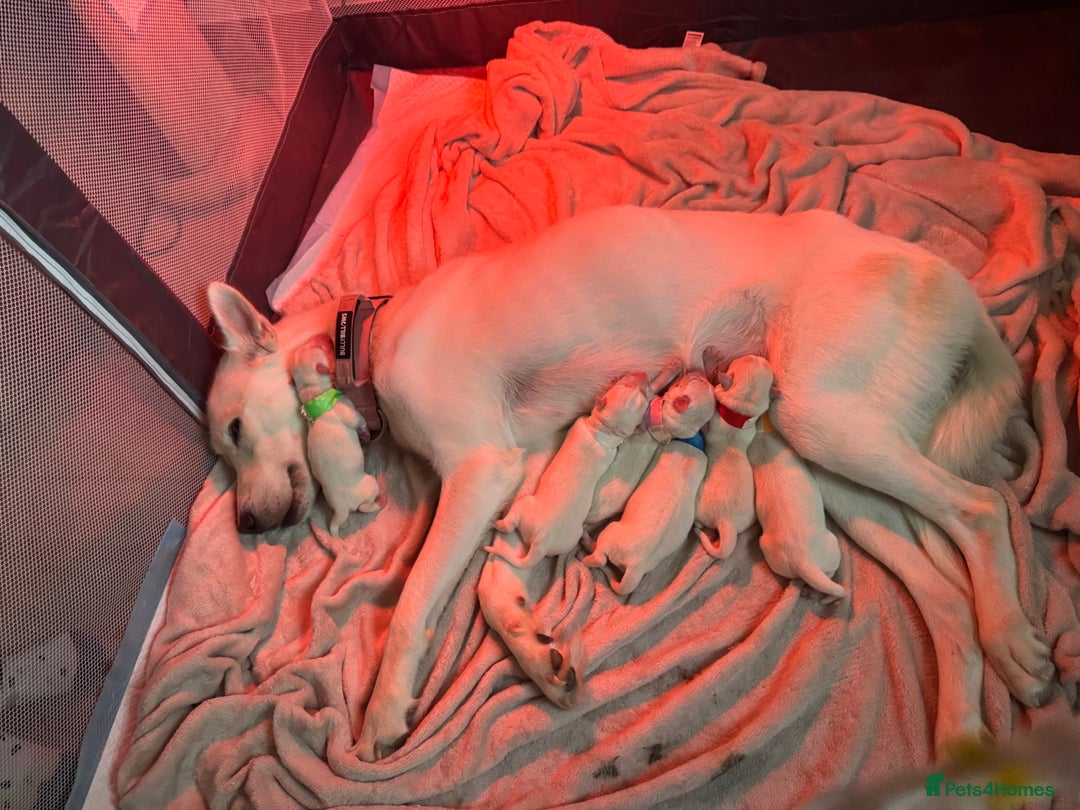 Siberian Husky dogs for sale: White husky puppies  - Advert 2