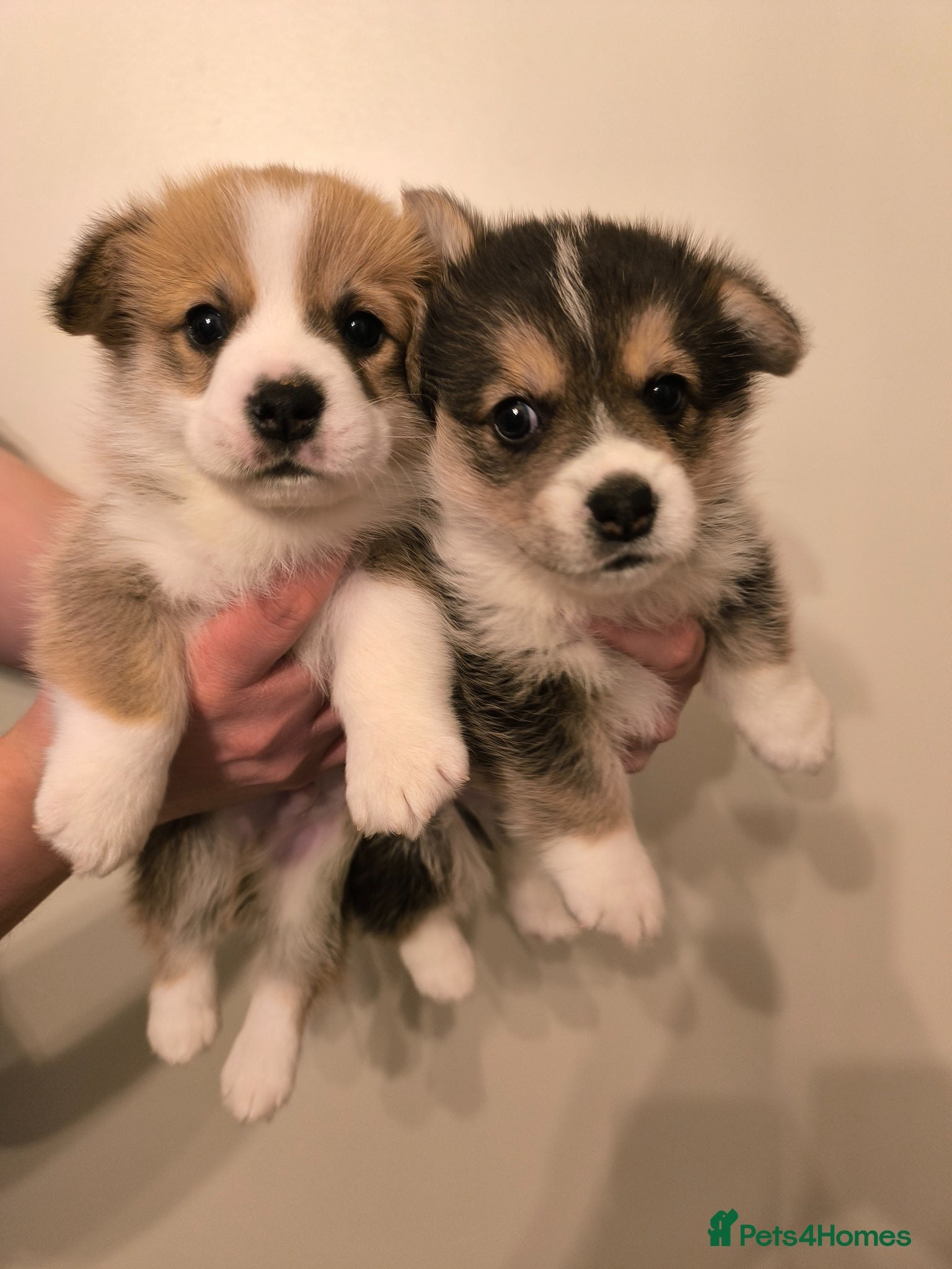 Welsh Corgi Pembroke dogs Stunning KC Corgi boys - Advert 3