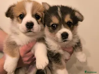 Welsh Corgi Pembroke dogs Stunning KC Corgi boys - Advert 3