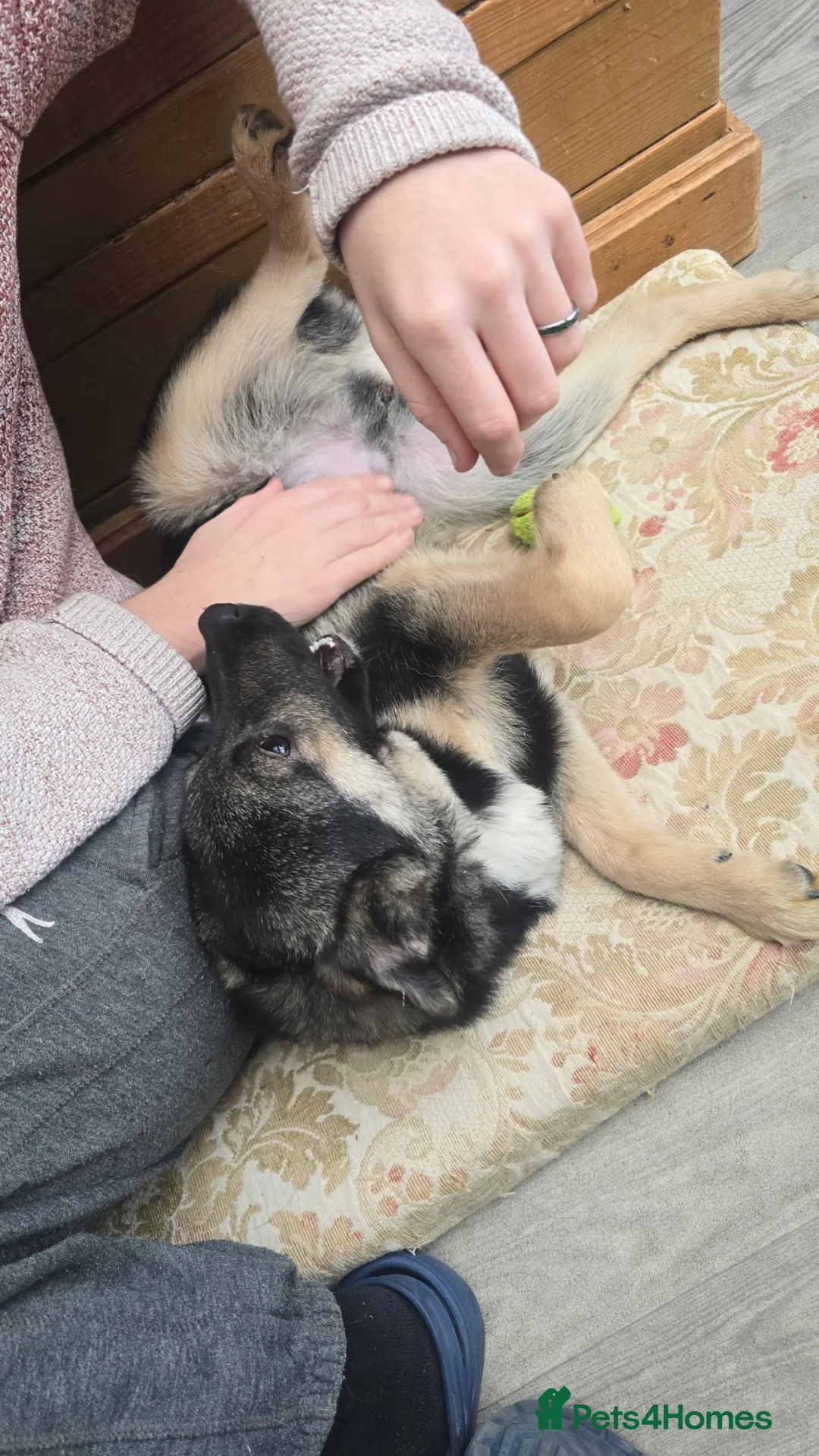 Mixed Breed dogs for adoption: Roquefort for Adoption!  - Advert 8