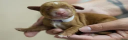 Cocker Spaniel dogs for sale: Working cocker spaniel puppies KC reg. 5 star   - Advert 4