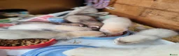 Ferret rodents for sale: Ferrets for sale in Birkenhead - Advert 1
