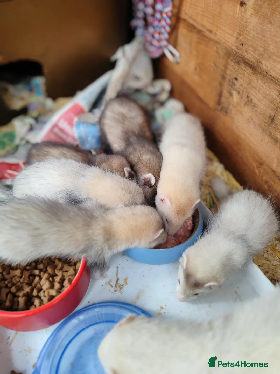 Ferret rodents for sale: Ferrets for sale in Birkenhead - Advert 1