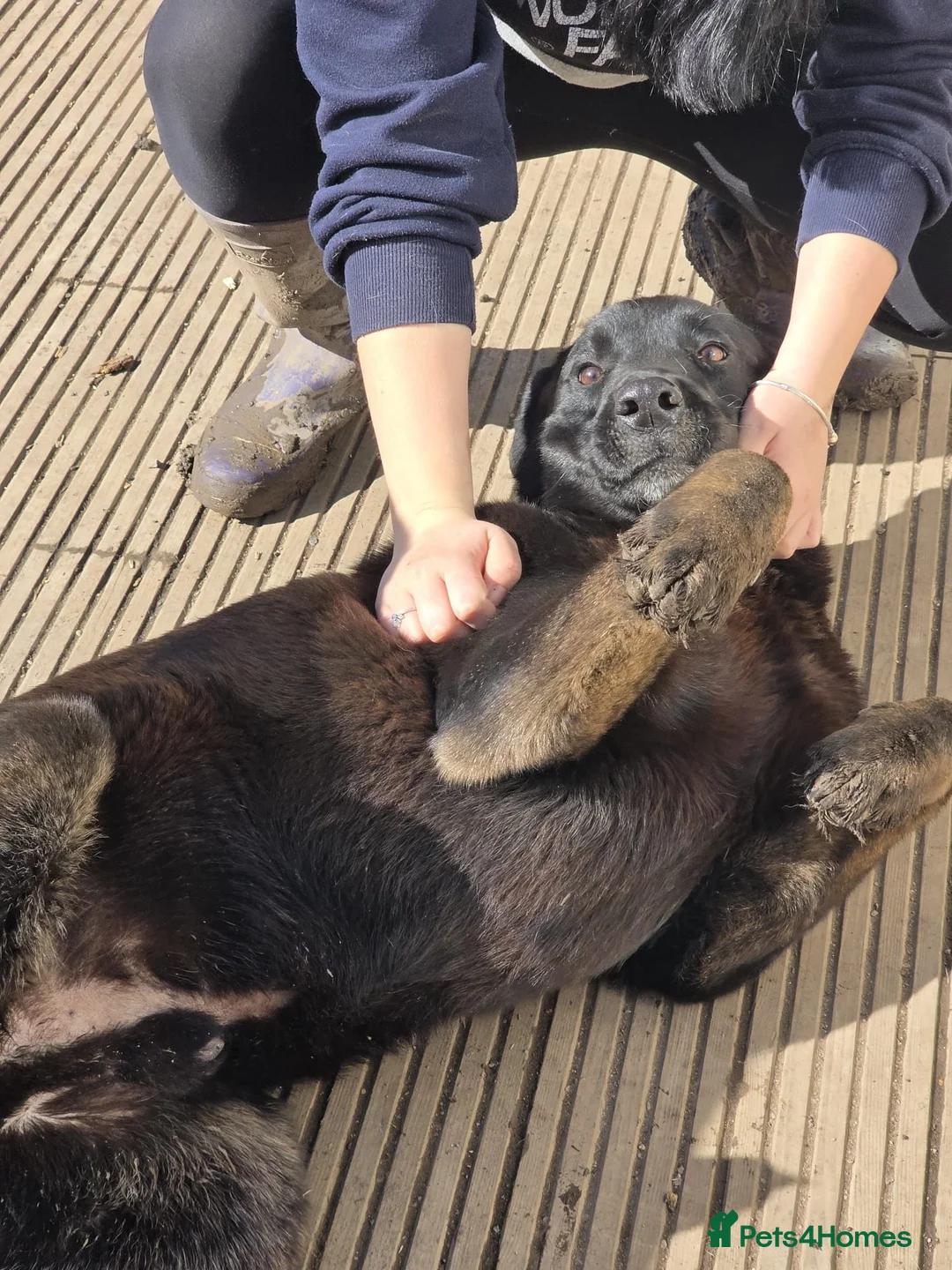 Mixed Breed dogs for adoption: Atlas - Labrador x Malamute in Wells - Advert 4