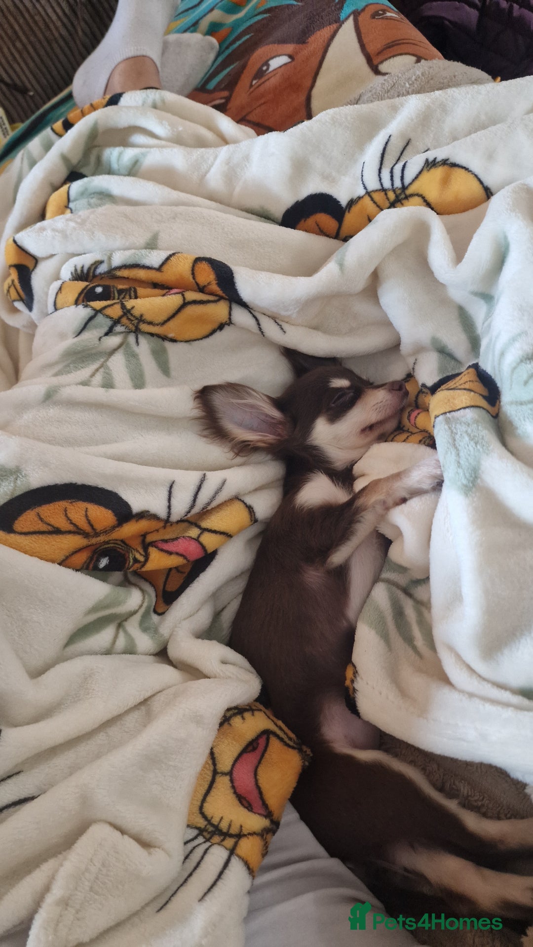 Chihuahua dogs for sale: Lovely little Chihuahua Female - Image 2