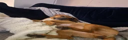 Mixed Breed dogs for sale: Beagle X Patterdale  in Devizes - Advert 8