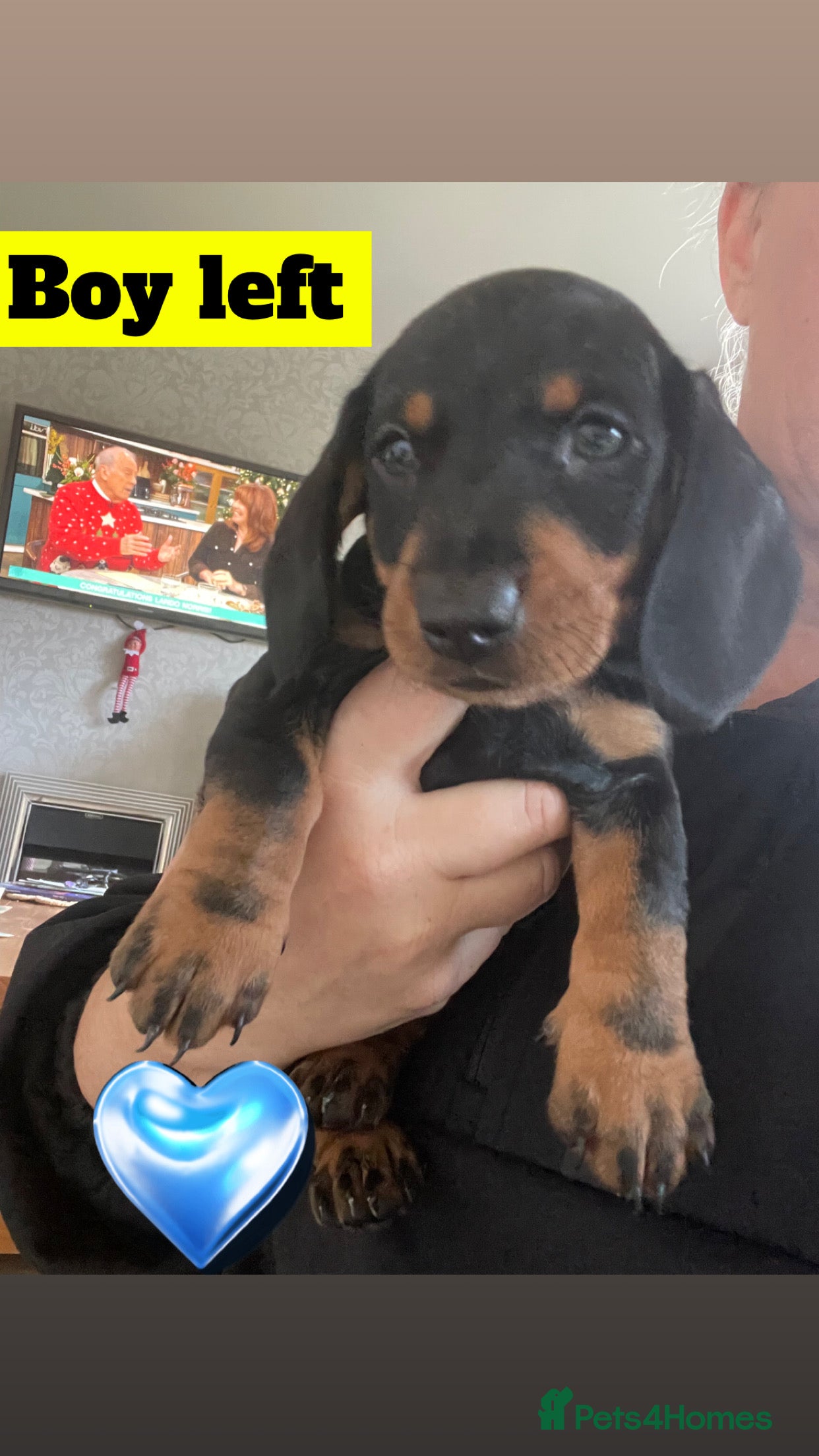 Dachshund dogs Beautiful Litter Standard Smooth Dachshunds - Advert 11