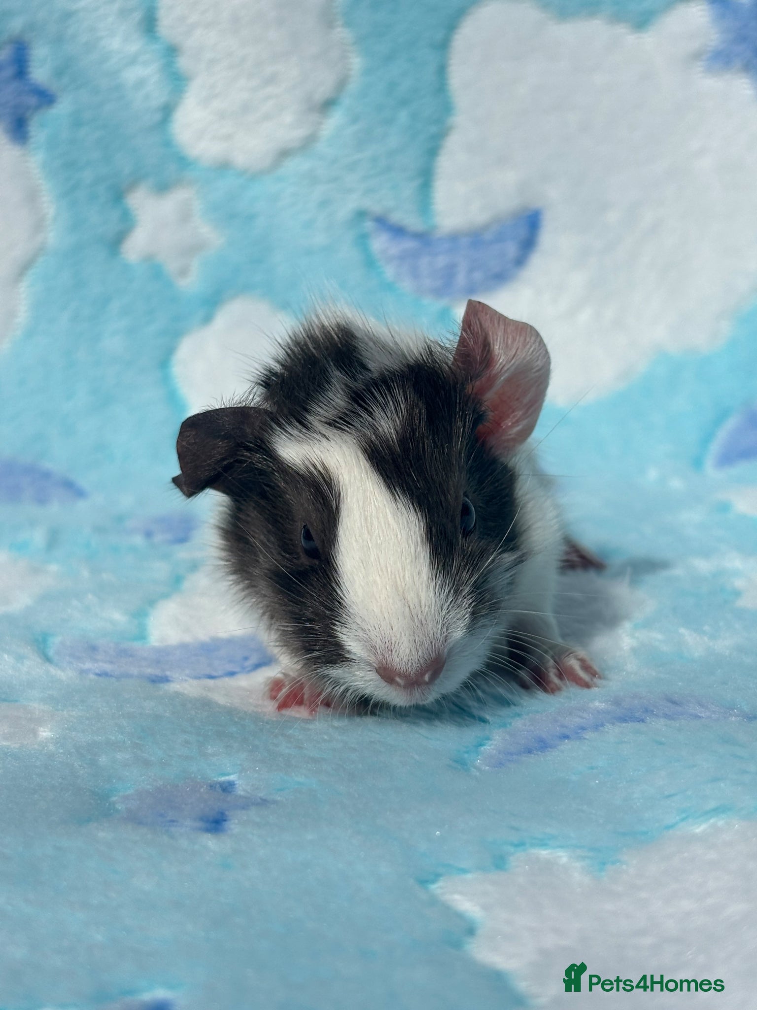 Guinea Pig rodents One sow one boar looking for homes  - Advert 2