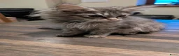 Maine Coon cats for sale: Maine Coon kittens in Buckie - Advert 5
