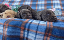 Cockerdor dogs for sale: F1 cockerdor puppies , cocker x labrador  - Image 16