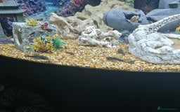 Plecos fish for sale: Bristlenose Plecis - Image 4