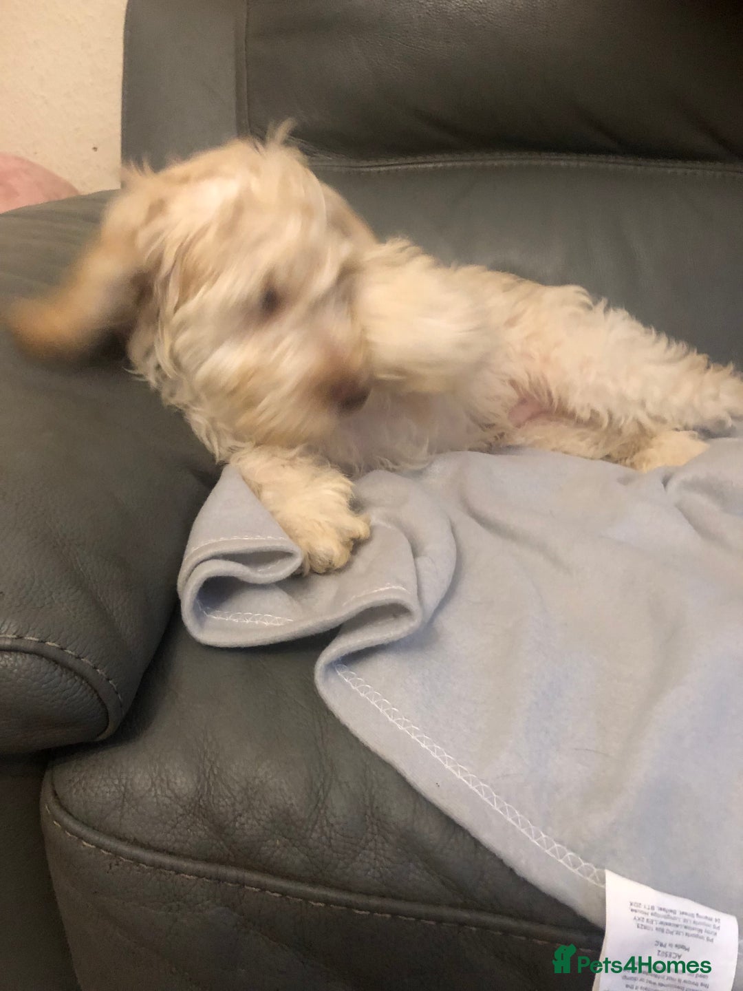 Cockapoo dogs for sale:  F1 Cockapoo MALE Dna health test Clear parents  - Image 13
