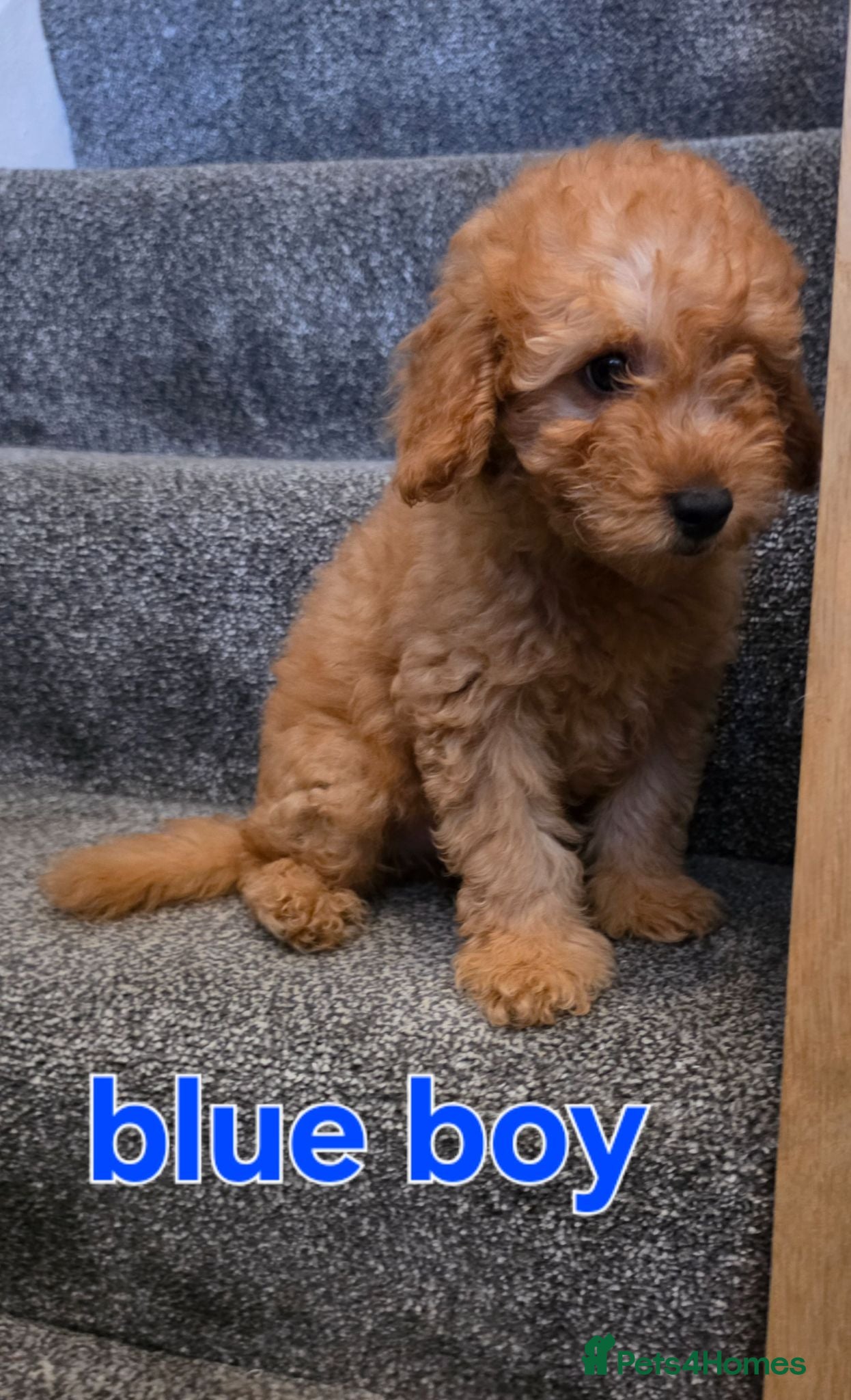 Maltipoo dogs 🐶ready to leave now🐶 3 maltipoo pups left🐶  - Advert 4