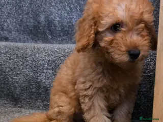 Maltipoo dogs 🐶ready to leave now🐶 3 maltipoo pups left🐶 - Advert 4
