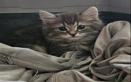 Scottish Fold cats for sale: STUNNING KITTENS FOR SALE! - Advert 11