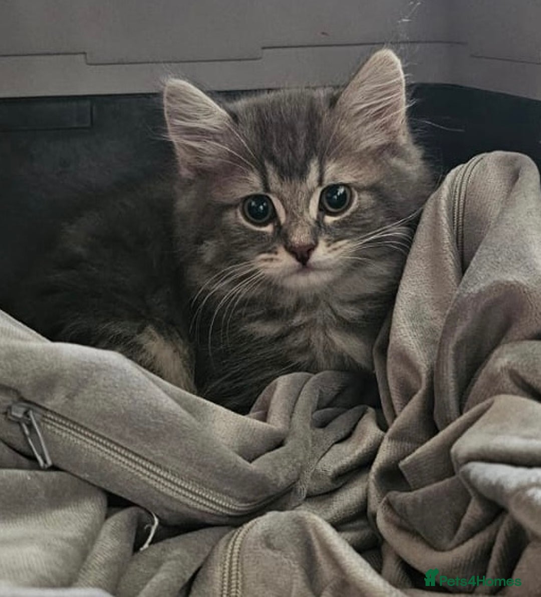 Scottish Fold cats for sale: STUNNING KITTENS FOR SALE! - Advert 11