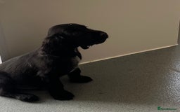 Cocker Spaniel dogs for sale: 11 week old male cocker spaniel  - Image 2