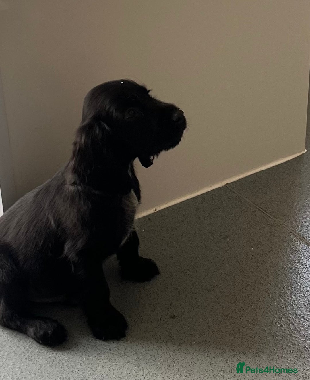 Cocker Spaniel dogs for sale: 11 week old male cocker spaniel  - Image 2