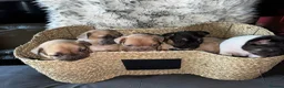 French Bulldog dogs for sale: Beautiful French Bulldog Puppies in Colchester - Advert 4