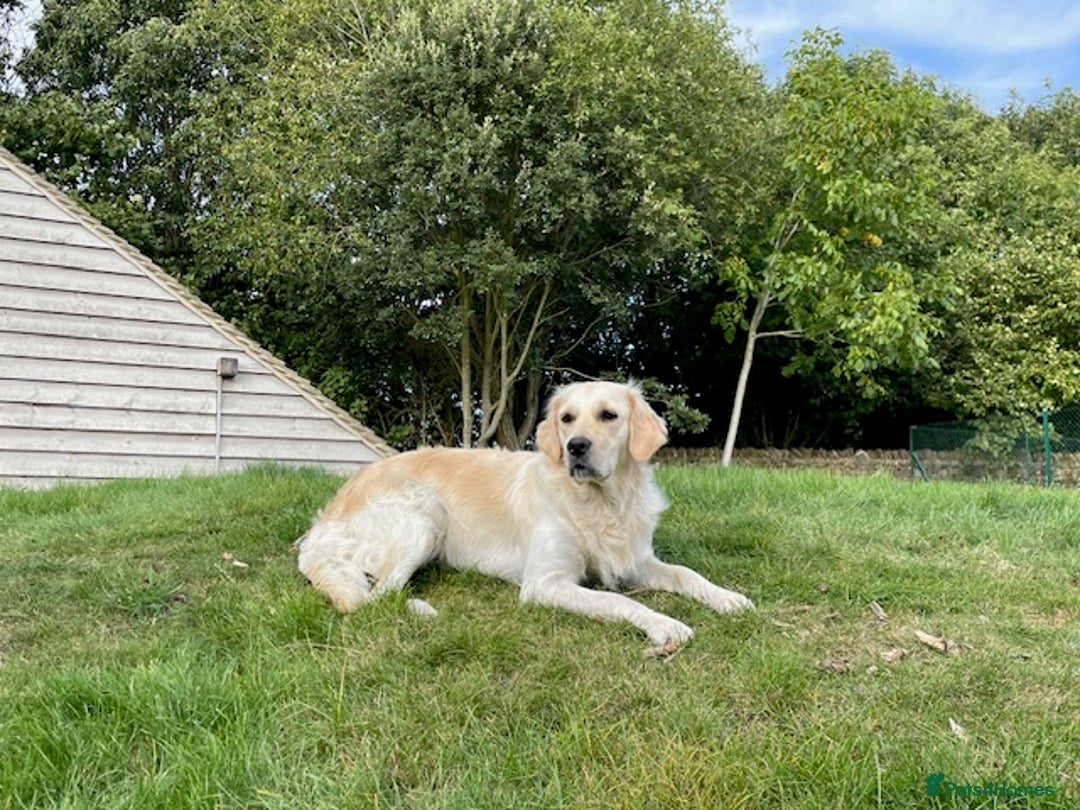 Golden Retriever dogs for sale: Beautiful pedigree Golden Retriever puppies  - Image 13