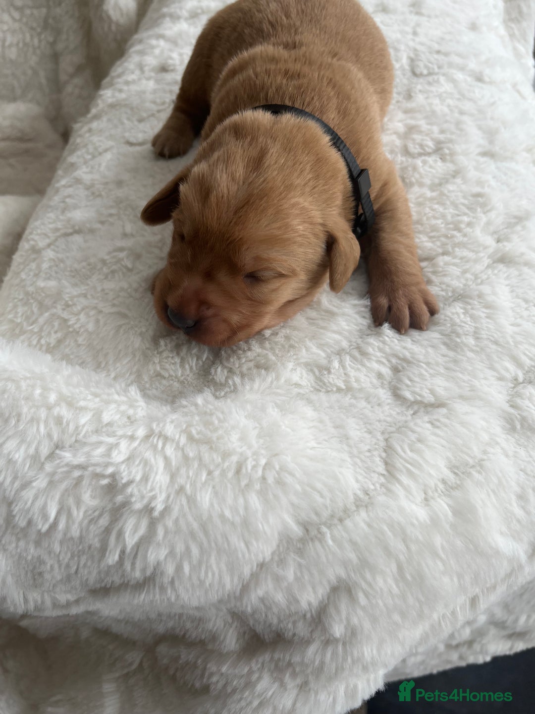 Labrador Retriever dogs for sale: KC Registered Fox Red Labrador puppies - Image 11