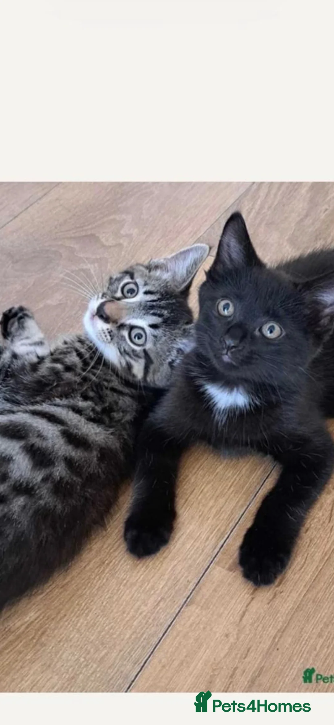 Mixed Breed cats for sale: Beautiful Pair Of Russian Blue Cross Kittens  - Advert 2