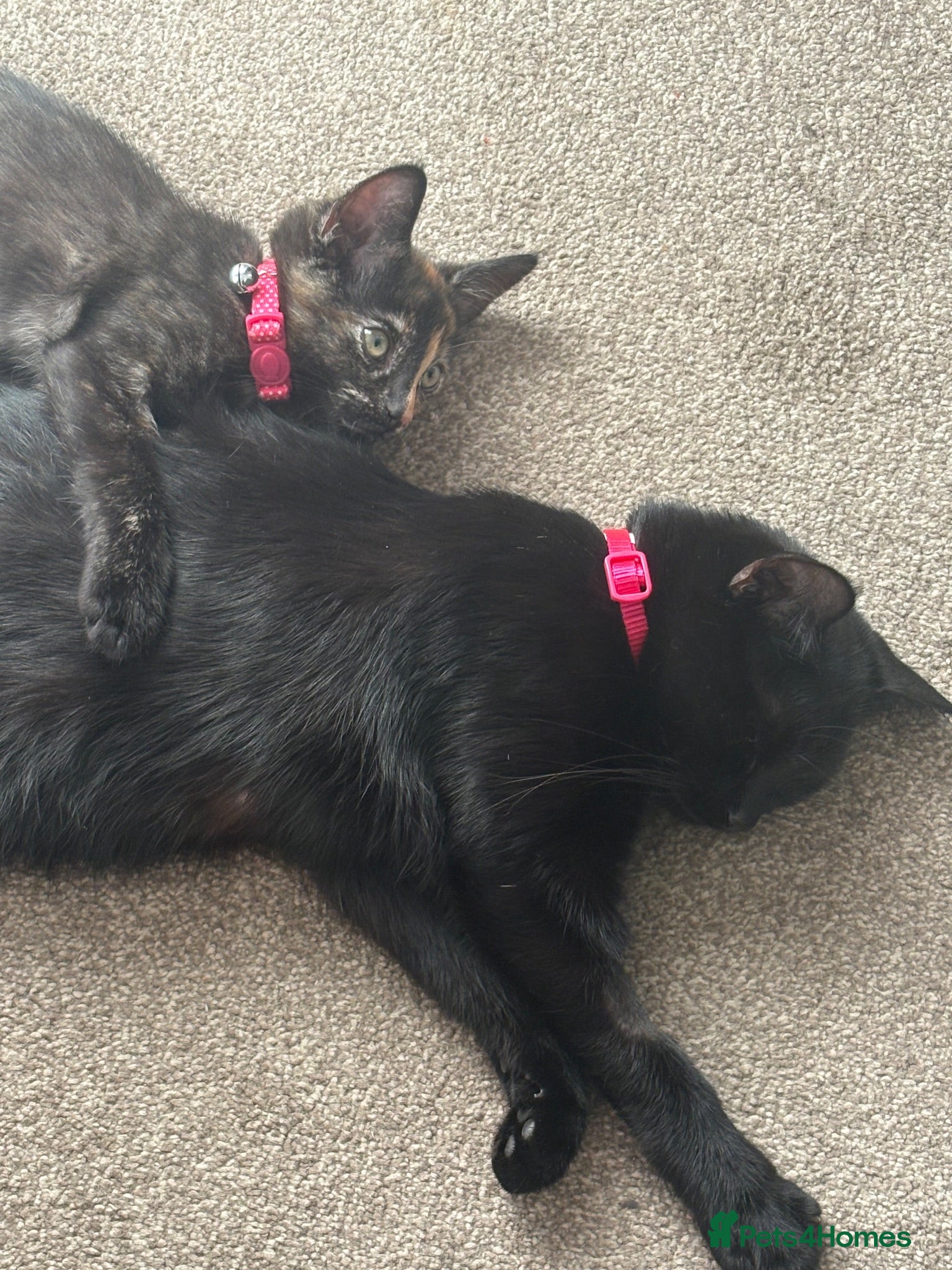 Mixed Breed cats *Ready now* Female tortoiseshell kitten 🐾 - Advert 1