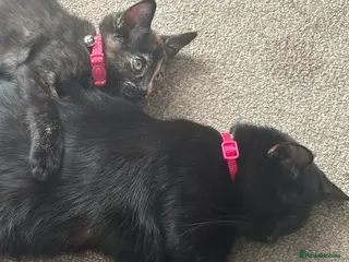 Mixed Breed cats *Ready now* Female tortoiseshell kitten 🐾 - Advert 1