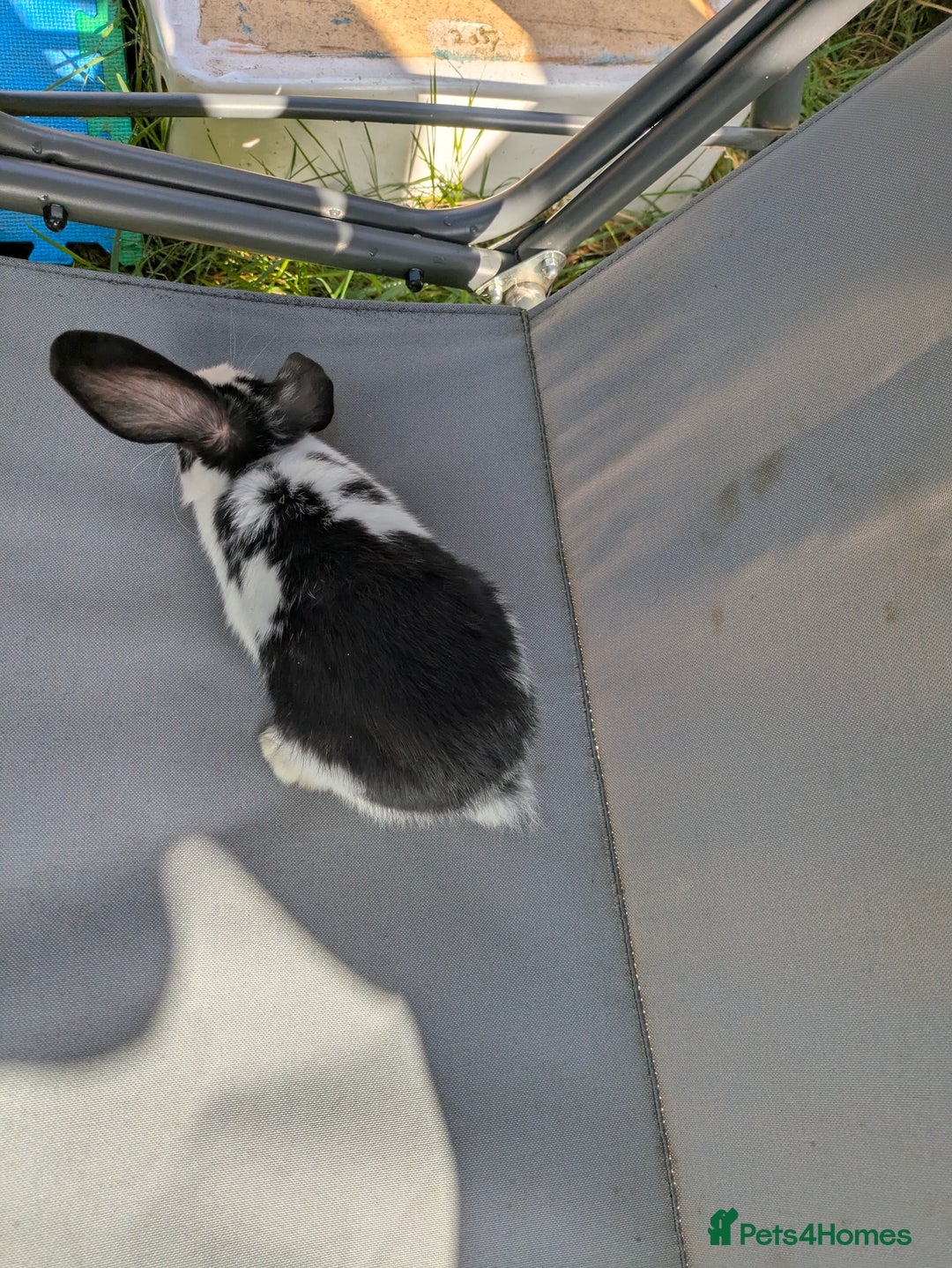 Mini Lop rabbits for sale: Beautiful mini lop bunnies 🐇🐰 - Image 10
