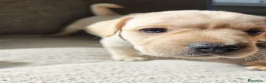 Light beige girl