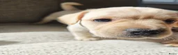 Mixed Breed dogs for sale: French Bulldog Cross Pups - Advert 2