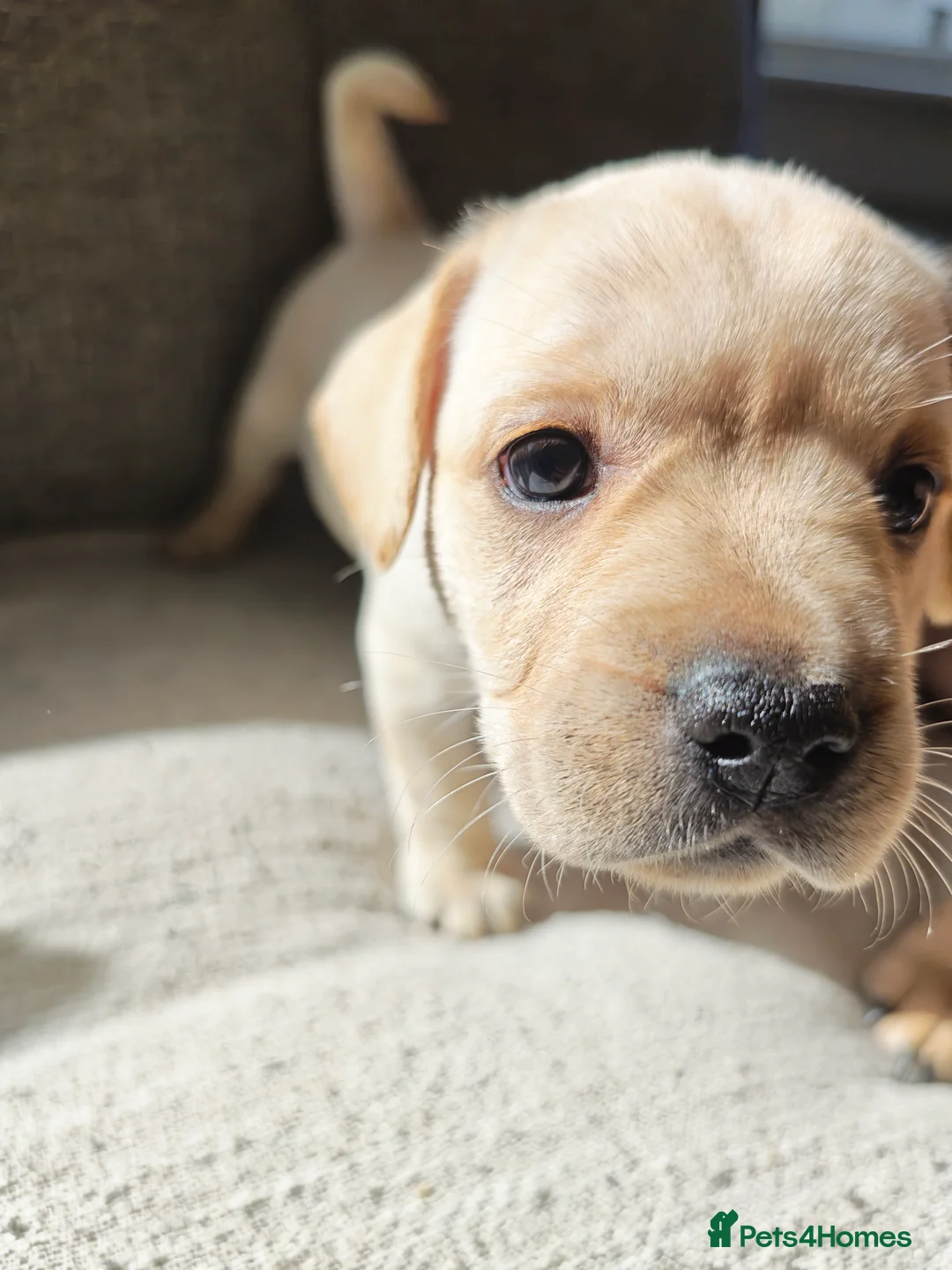 Mixed Breed dogs for sale: French Bulldog Cross Pups - Advert 2