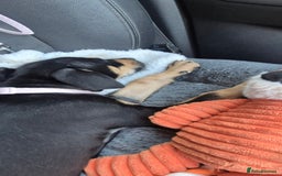 Mixed Breed dogs for sale: Doberman female x puppy - Image 3