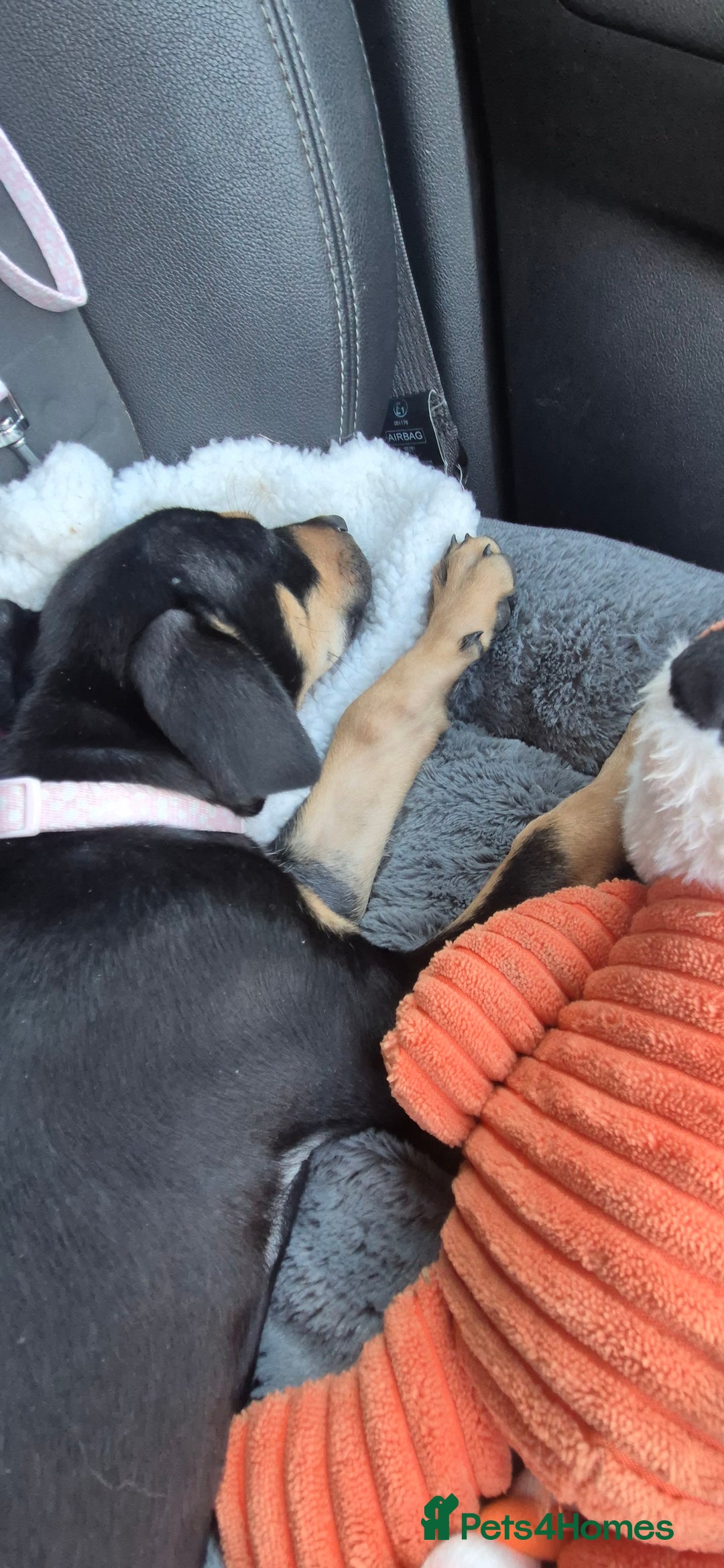 Mixed Breed dogs for sale: Doberman female x puppy - Image 3