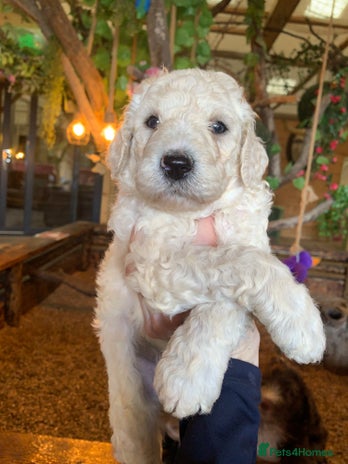 Sheepadoodle dogs - Advert 2