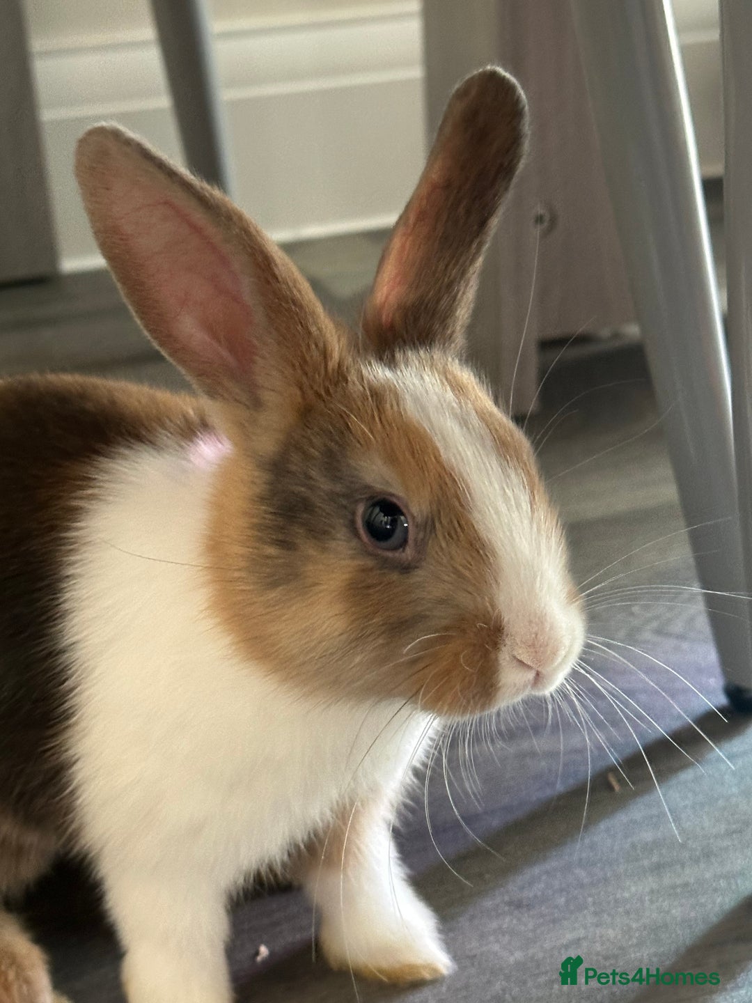 Mixed Breed rabbits for sale: Beautiful bunnies - Advert 6