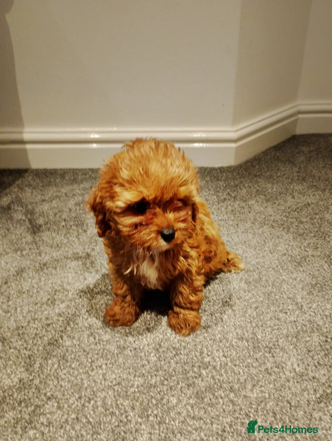 Cavapoo dogs for sale: Stunning F1 Cavapoos ready now ! - Advert 18