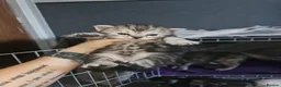 Mixed Breed cats for sale: Persian cross maincoon fluffy kittens  - Advert 22