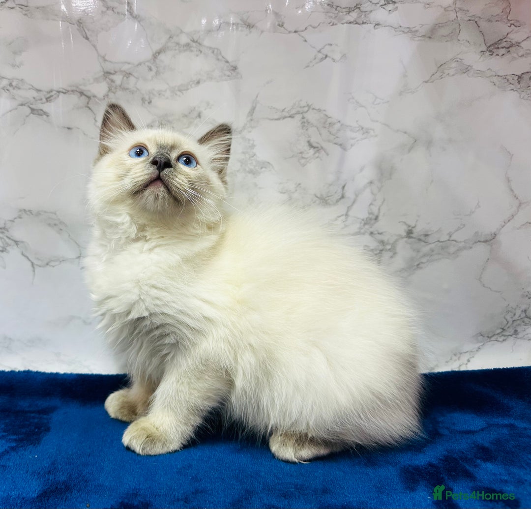Ragdoll cats for sale: TICA Registered Magnificent Ragdoll kittens  - Advert 13