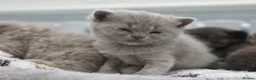 British Shorthair cats for sale: Gorgeous British Shorthair kittens Cute & Adorable - Advert 13