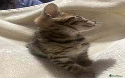 Bengal cats for sale: Beautiful bengals  - Advert 26