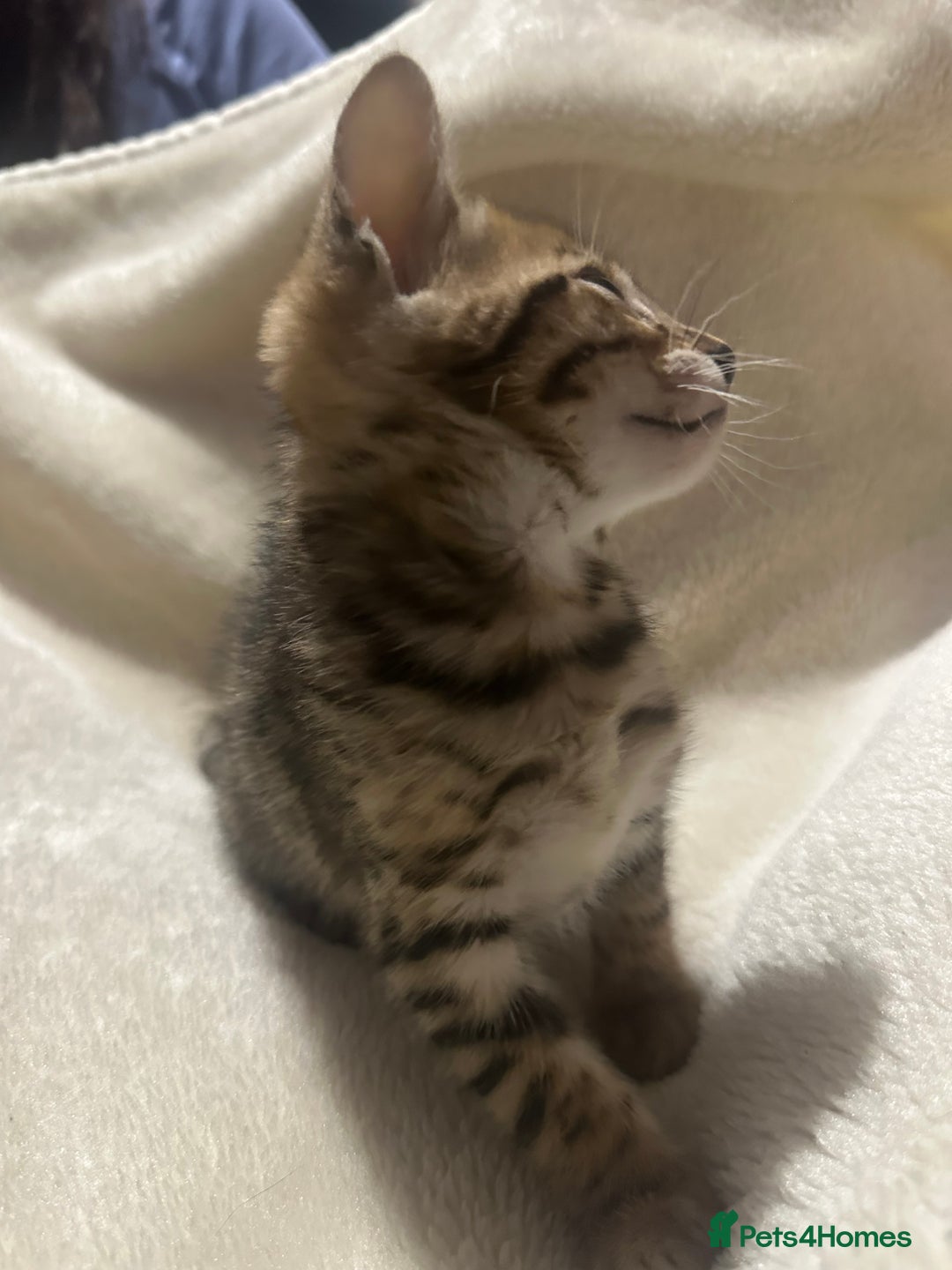 Bengal cats for sale: Beautiful bengals  - Advert 26