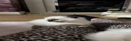 Ragdoll cats for sale: Champion bloodline Ragdoll kittens  in Mansfield - Advert 6
