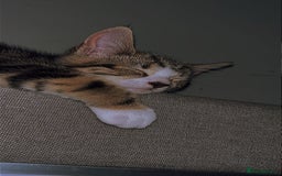 Domestic Shorthair cats for sale: Her name biscuit  - Image 4