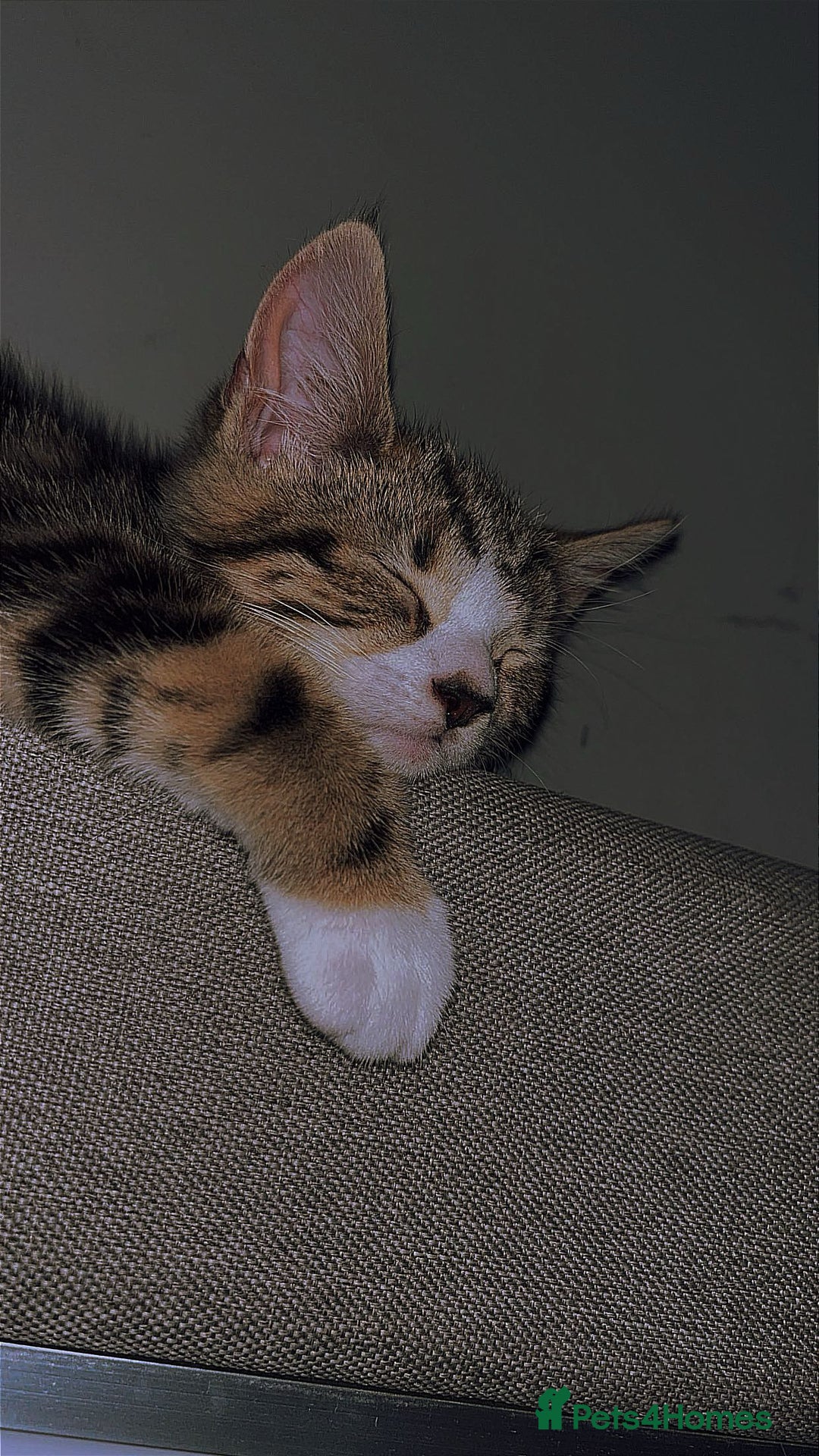 Domestic Shorthair cats for sale: Her name biscuit  - Image 4