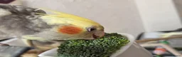 Cockatiels birds for sale: 2 Hand tame baby cockatiels available.  - Advert 6