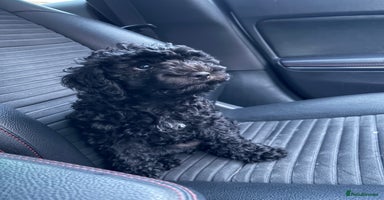 Cavapoo dogs - Advert 3