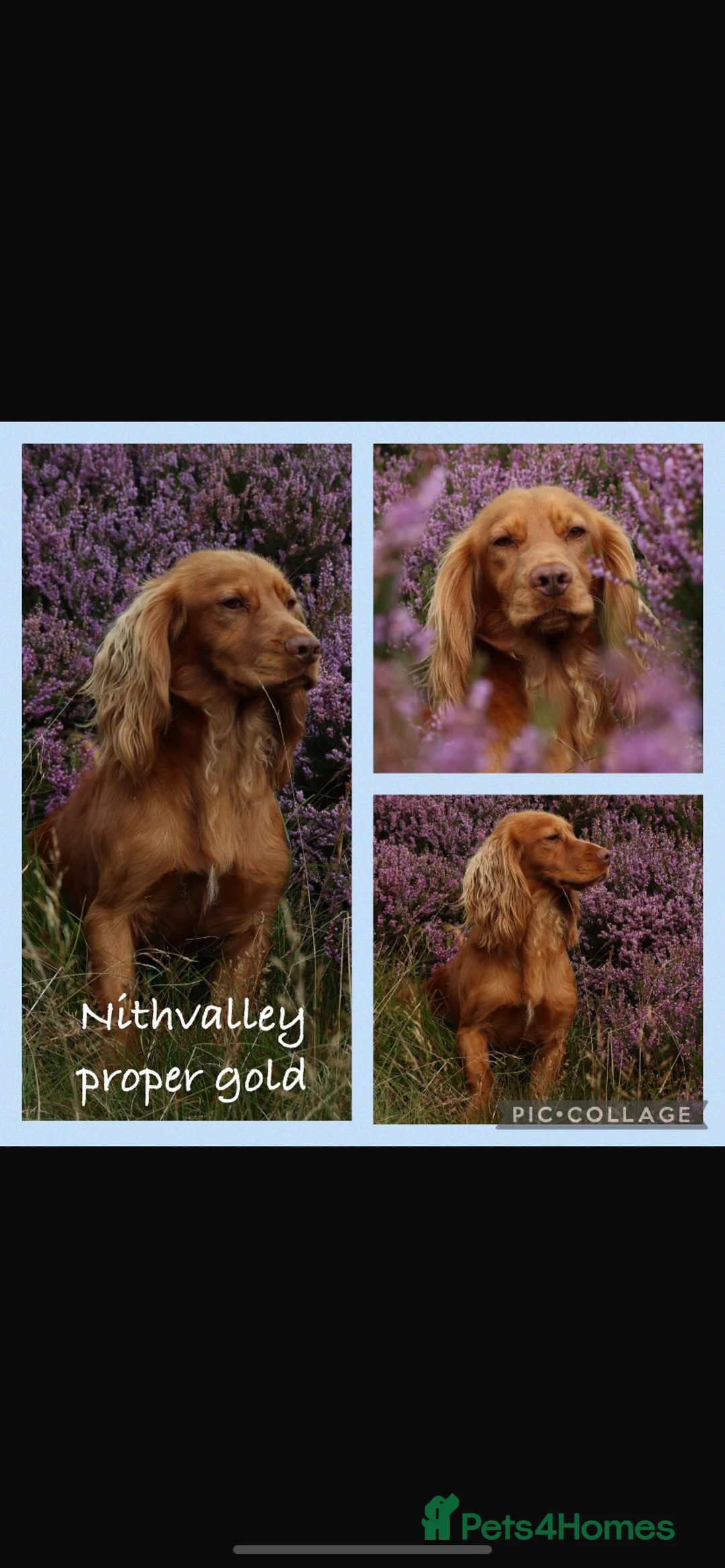 Cocker Spaniel dogs for sale: Working cocker spaniel puppies - Advert 3